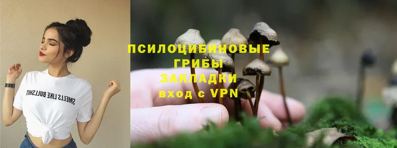 Псилоцибиновые грибы Psilocybine cubensis  Лениногорск 